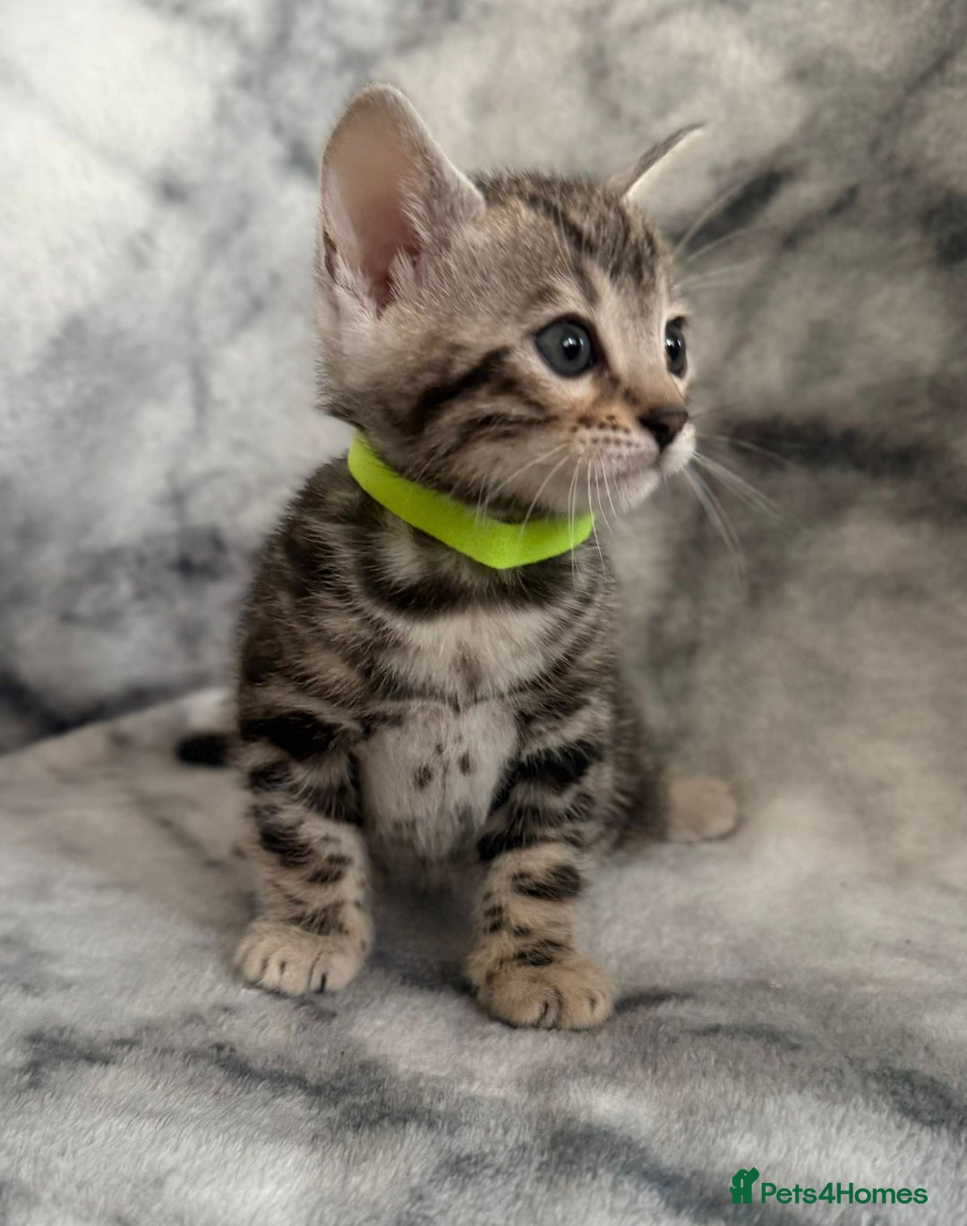 Bengal cats for sale: 🏡Gorgeous Bengal Kittens–Ready for Reservation 🐾 - Image 12