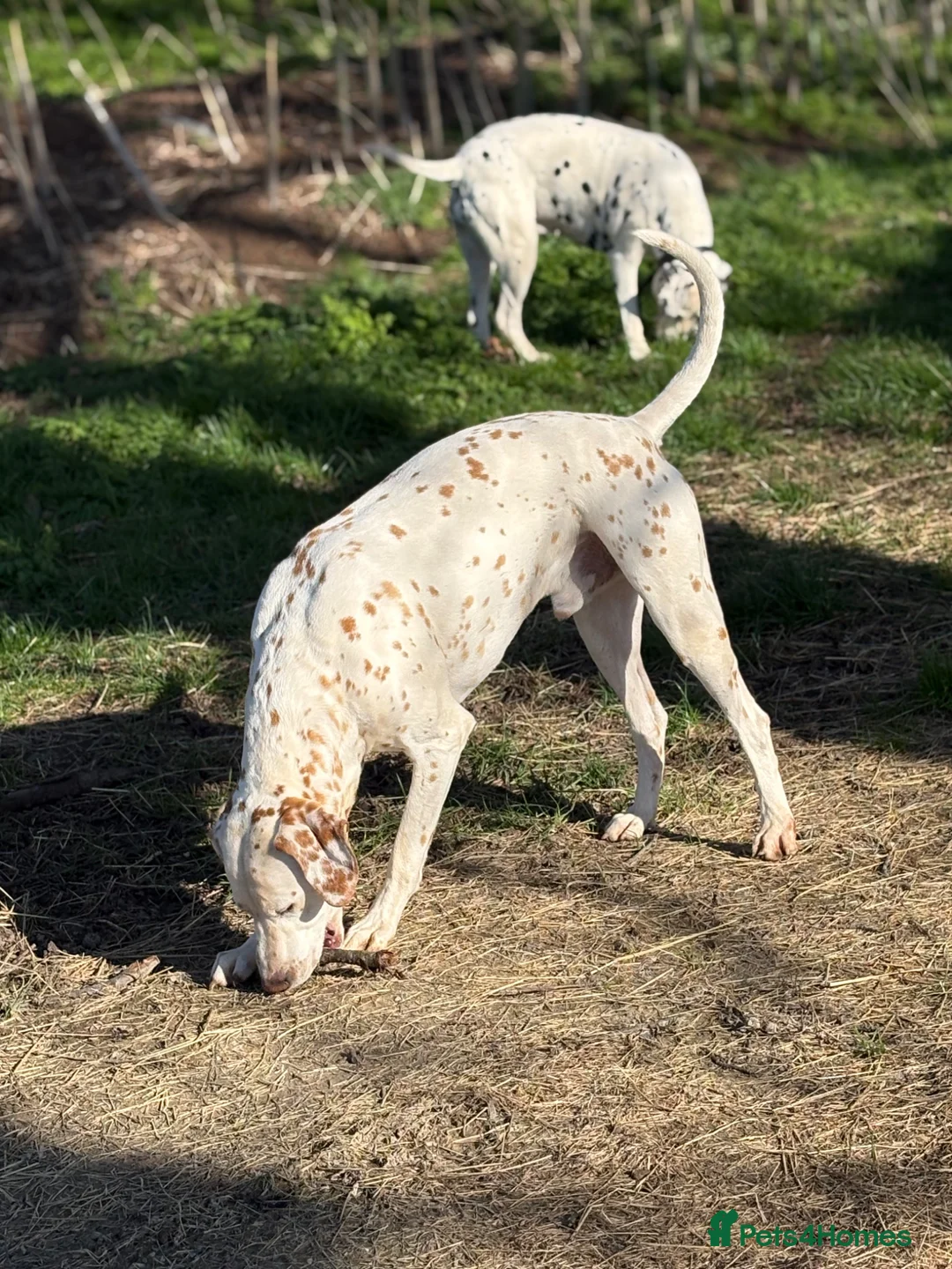 Dalmatian dogs for stud: 🍋 LEMON SPOT DALMATIAN STUD 🍋  - Advert 2