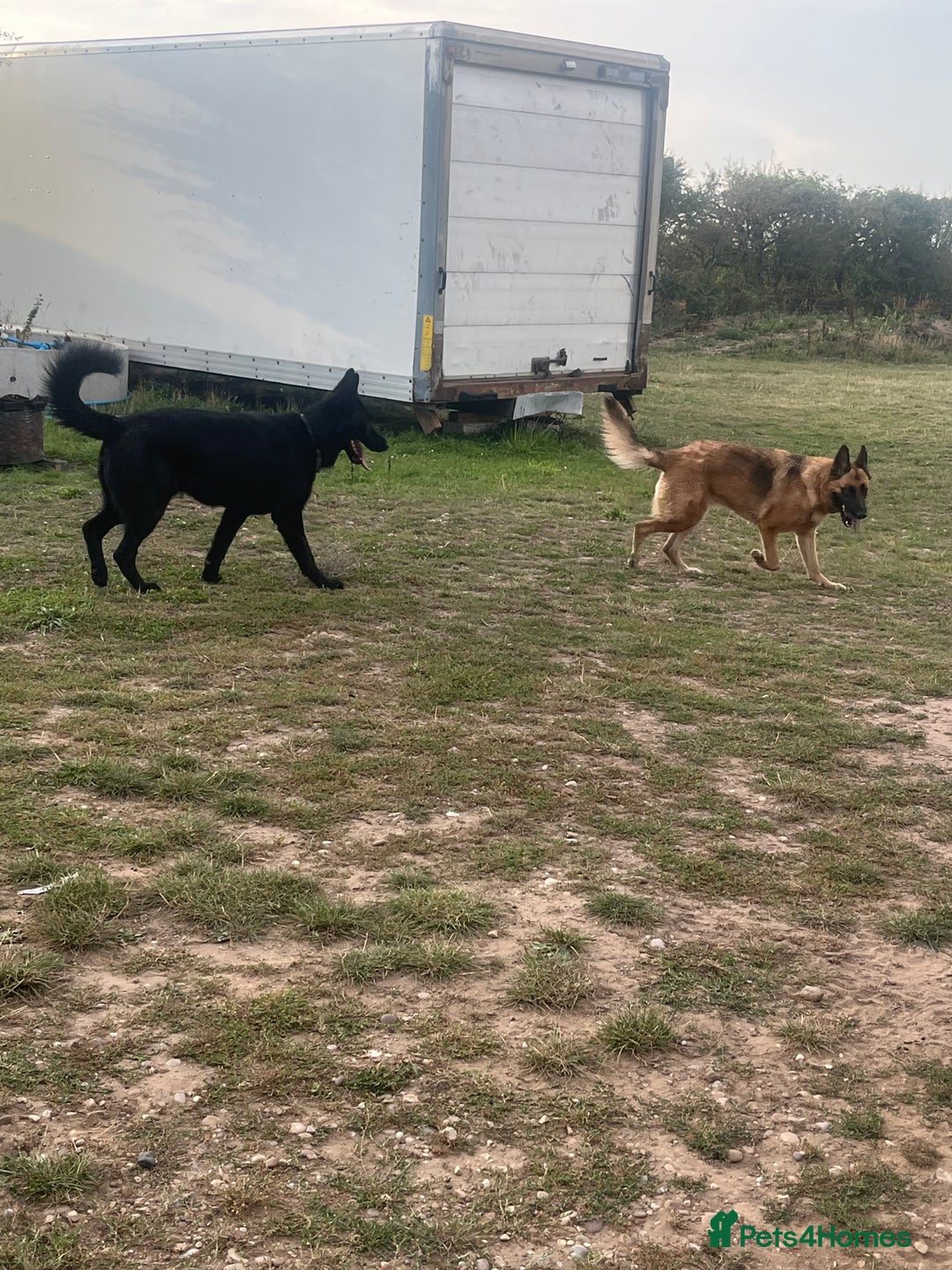 Mixed Breed dogs for sale: German shepherd pups - Advert 21