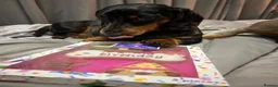 Miniature Dachshund dogs for stud: Miniature Dachshund stud in Bracknell - Advert 19