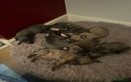 Whippet dogs for sale: Adorable home bred KC whippets - Image 24