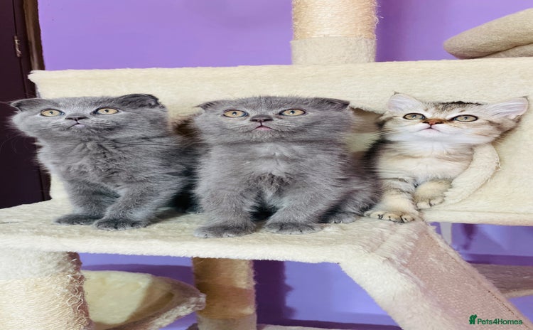 Scottish Fold cats - Advert 6