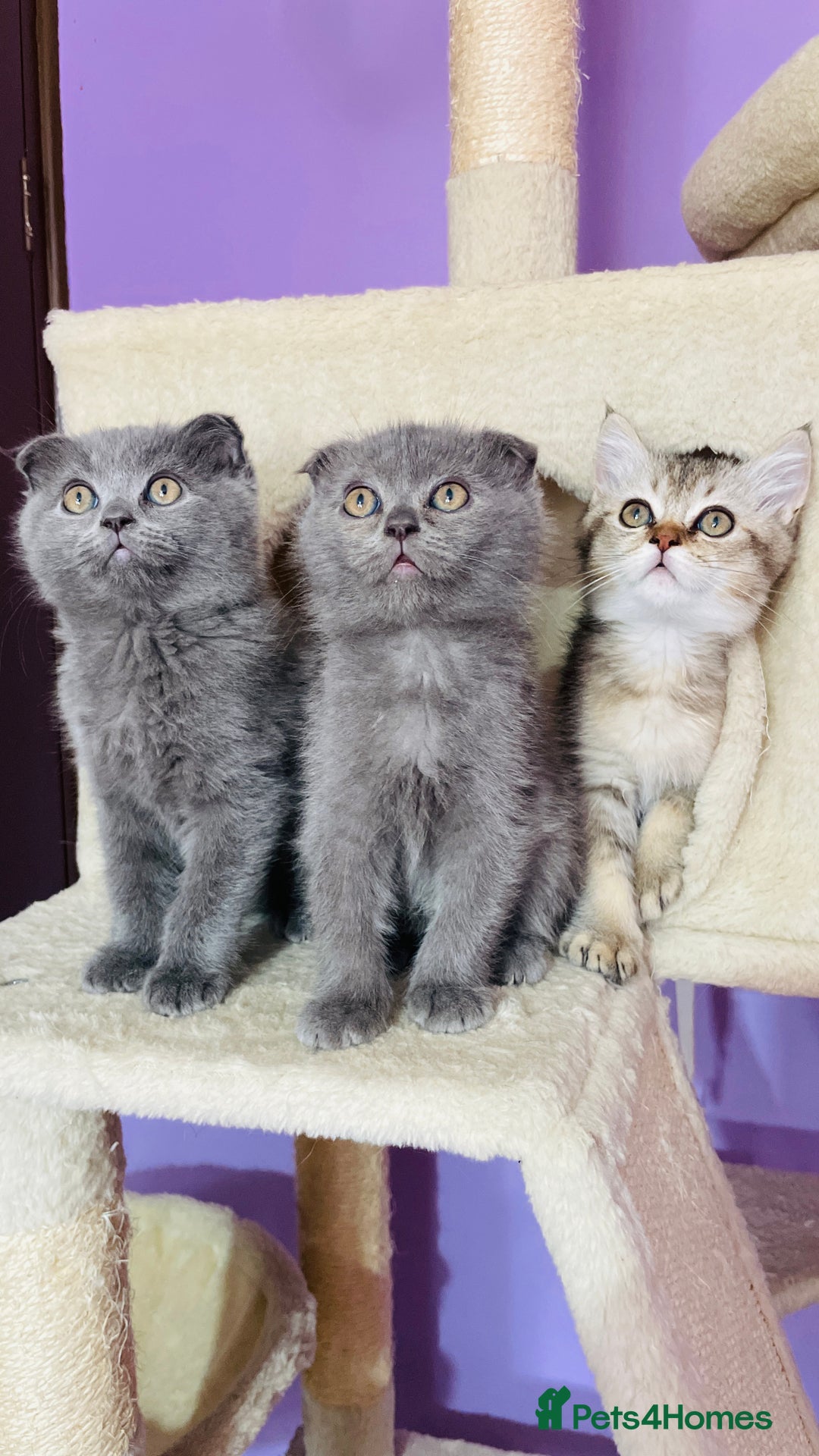 Scottish Fold cats for sale: Beautiful litter Scottish fold ready to new 🏠 ❤️ - Image 1