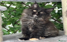 Maine Coon cats for sale: Tica Stunning Kittens  - Image 8
