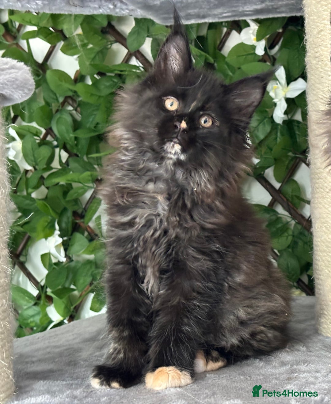 Maine Coon cats for sale: Tica Stunning Kittens  - Image 8