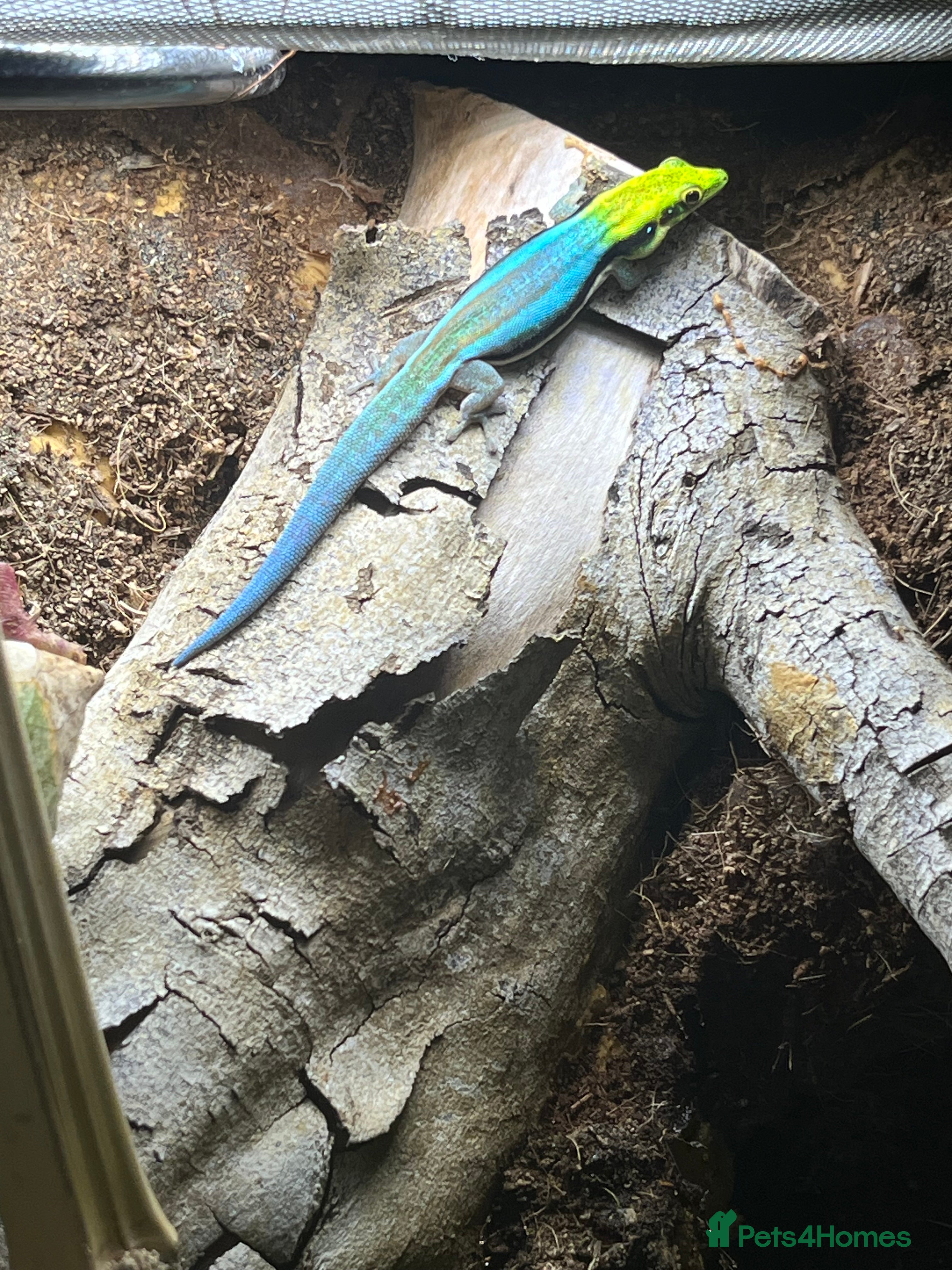 Gecko reptiles Phelsuma Klemmeri - Advert 20