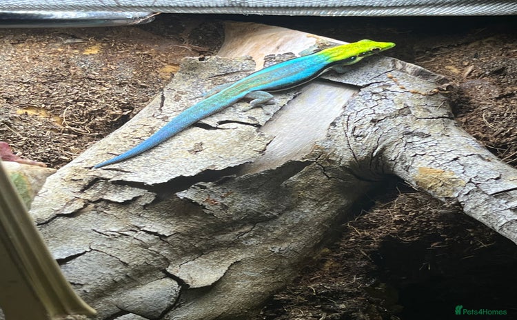 Gecko reptiles - Advert 2