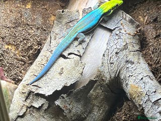 Gecko reptiles Phelsuma Klemmeri - Advert 21