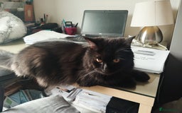 Mixed Breed cats for adoption: IDEAL **HANDSOME BONDED NEUTERED PAIR  - Image 11
