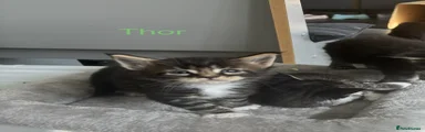 Thor