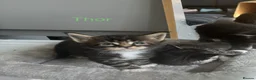 Maine Coon cats for sale: Tica Registered Stunning MaineCoon Kittens in Witney - Advert 22