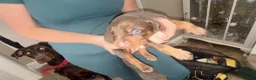Dobermann dogs for sale: Beautiful Doberman puppues - Advert 6