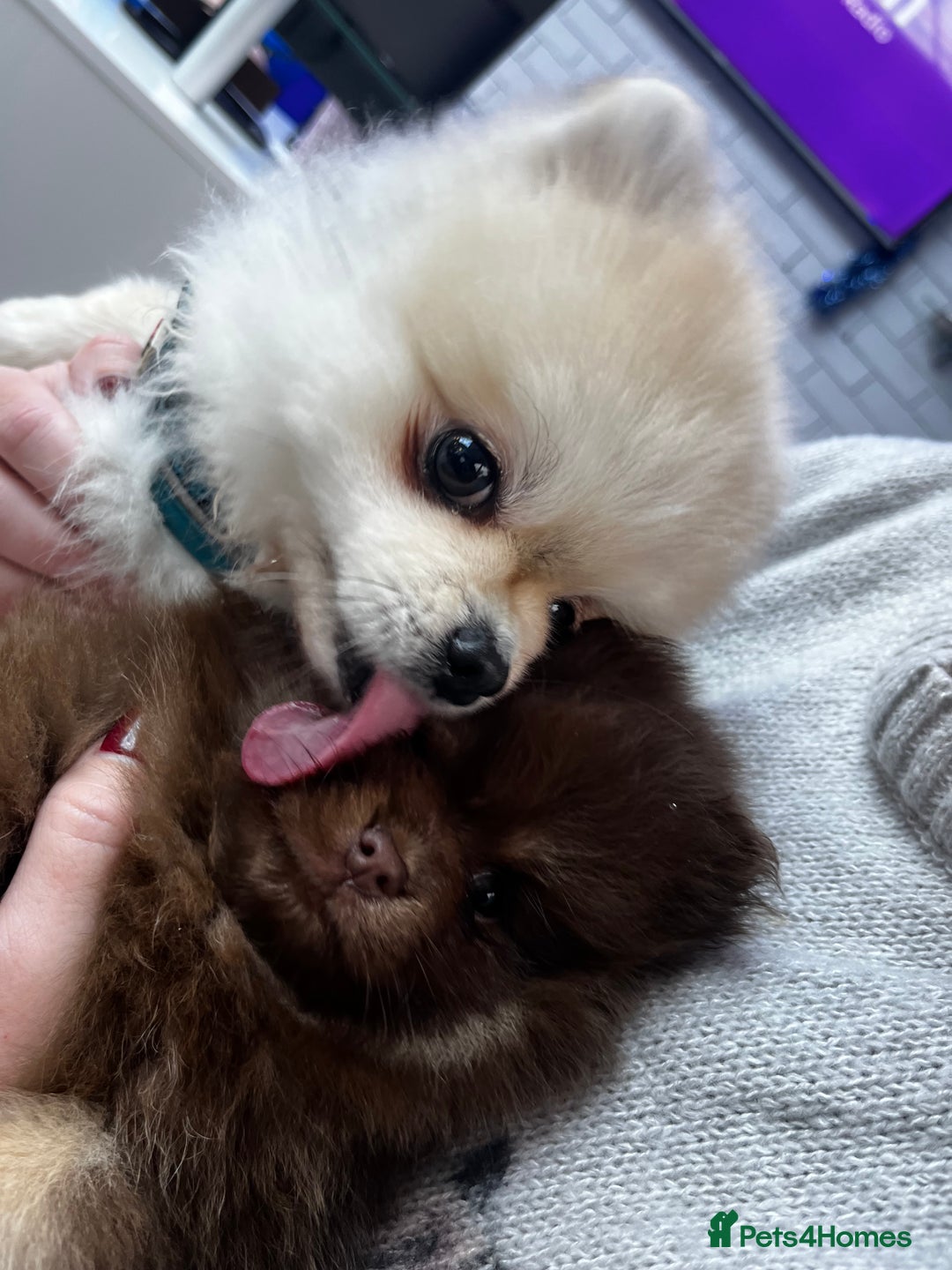 Pomeranian dogs for sale: READY NOW Super fluffy adorable Pomeranians  - Advert 14