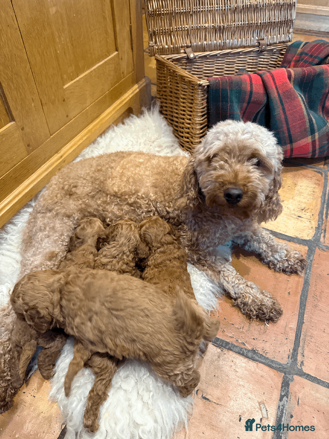 Miniature Poodle dogs for sale: Pedigree KC Registered Miniature Poodle Pups  - Advert 13