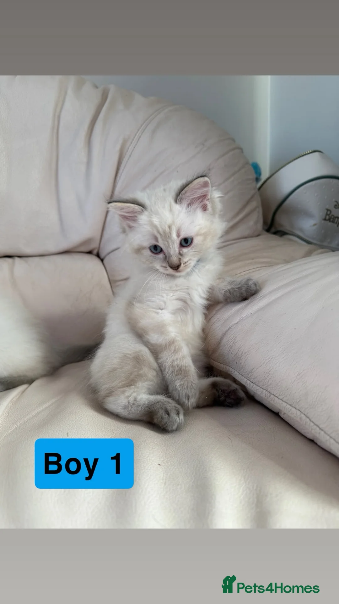 Ragdoll cats for sale: Beautiful litter of 3 stunning ragdolls - Advert 15
