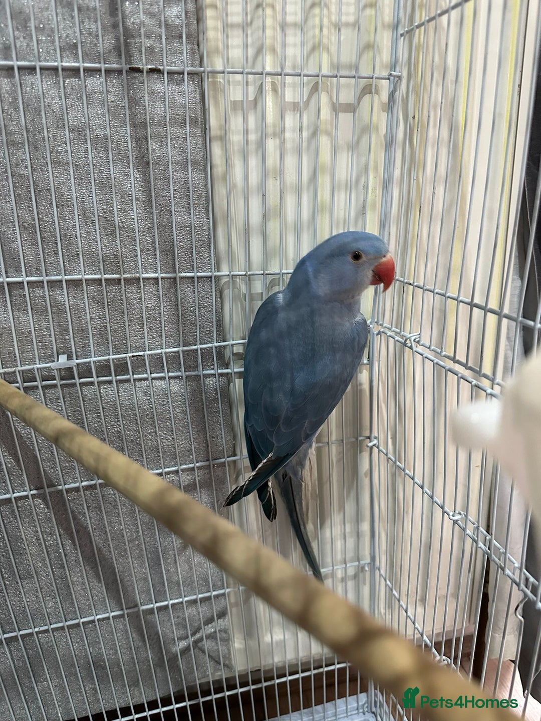 Ringnecks birds for sale: Indian ring necks  - Image 5