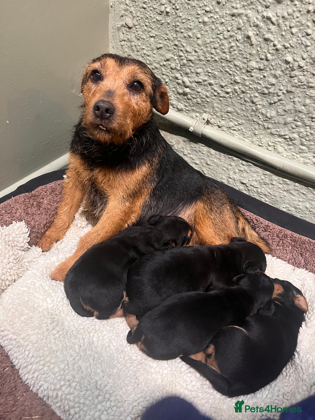 Mixed Breed dogs for sale: Stunning Lakeland X Jack Russell Pups  - Advert 9