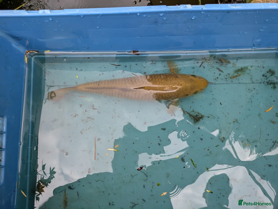 Koi Carp fish for sale: Koi carp close down pond  - Advert 4