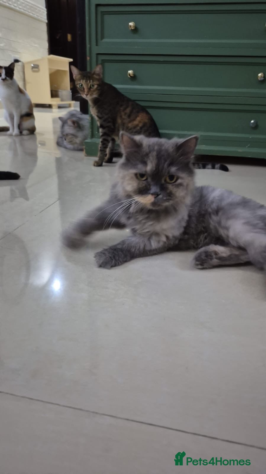 Mixed Breed cats Boks  - Advert 1