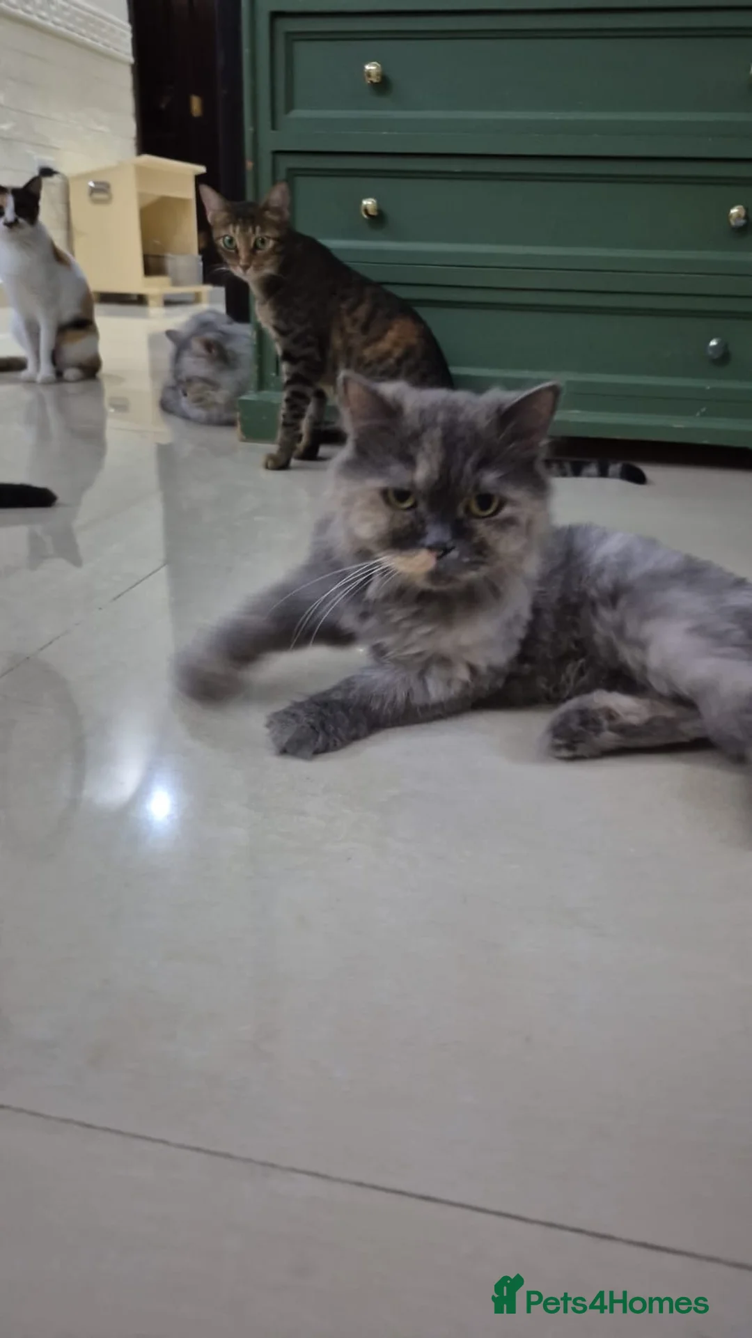 Mixed Breed cats for adoption: Boks  - Advert 1