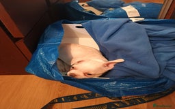 French Bulldog dogs for sale: Quality chunky French bulldog fluffy carriers  - Image 10