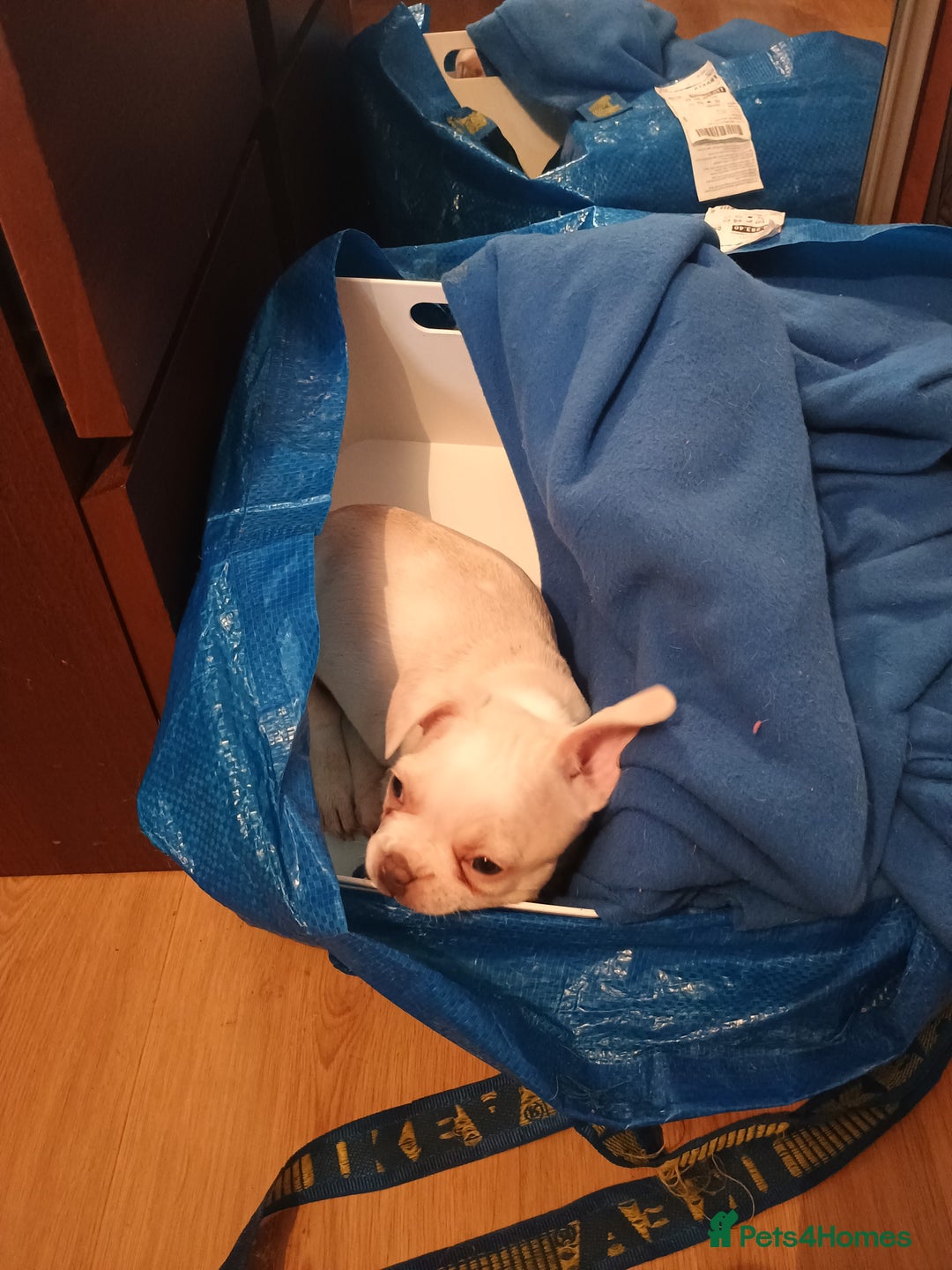 French Bulldog dogs for sale: Quality chunky French bulldog fluffy carriers  - Image 10
