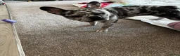 French Bulldog dogs for sale: Misha in Kendal - Advert 3