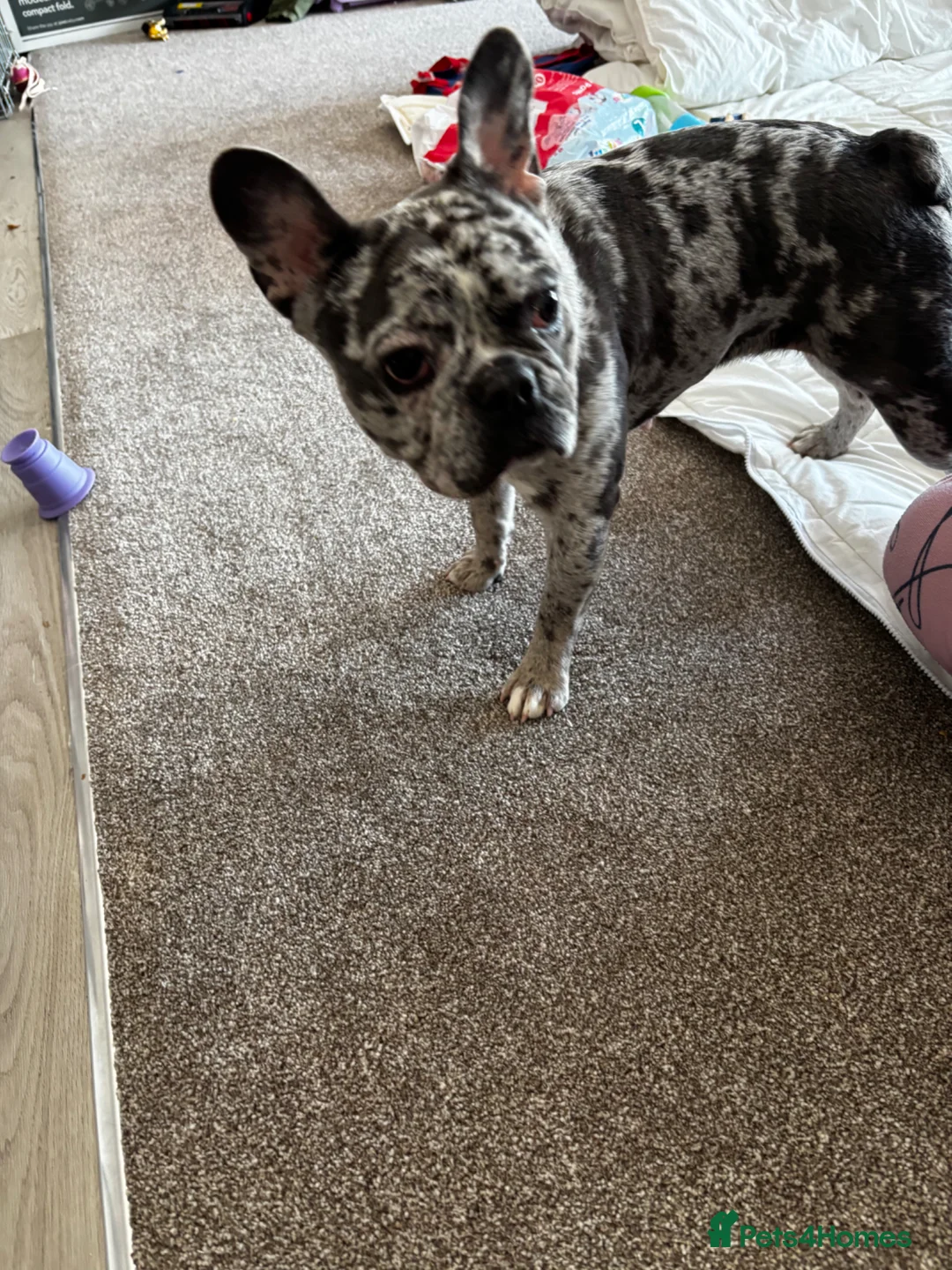 French Bulldog dogs for sale: Misha in Kendal - Advert 3
