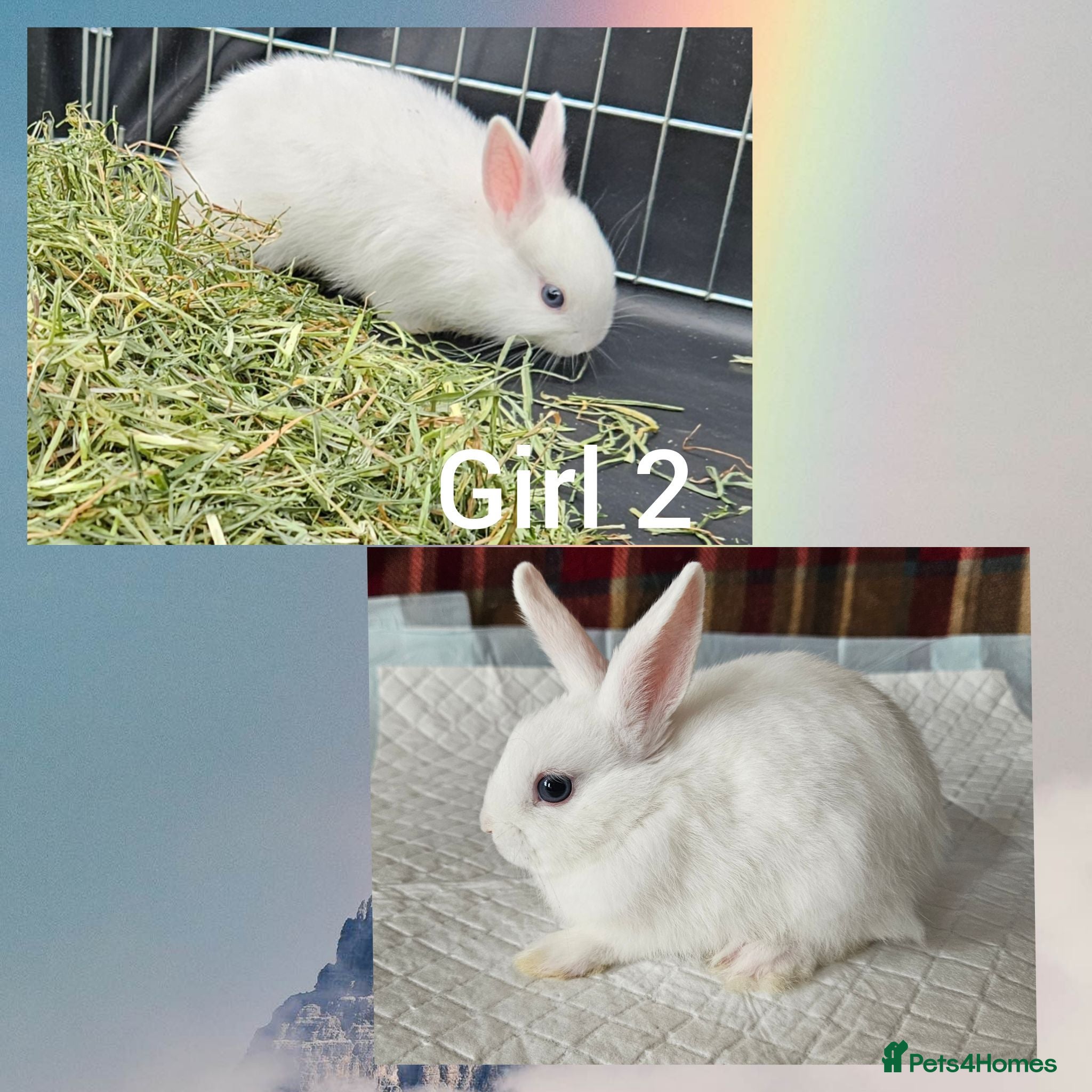 Mixed Breed rabbits READY TO LRAVE NOW!  - Advert 4