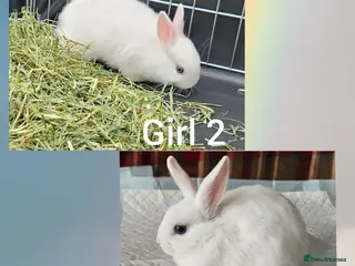 Mixed Breed rabbits READY TO LRAVE NOW! - Advert 4