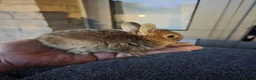 Netherland Dwarf rabbits for sale: Little bunnies  - Advert 3
