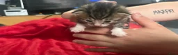 Mixed Breed cats for sale: Fabulous kittens for sale! - Advert 6