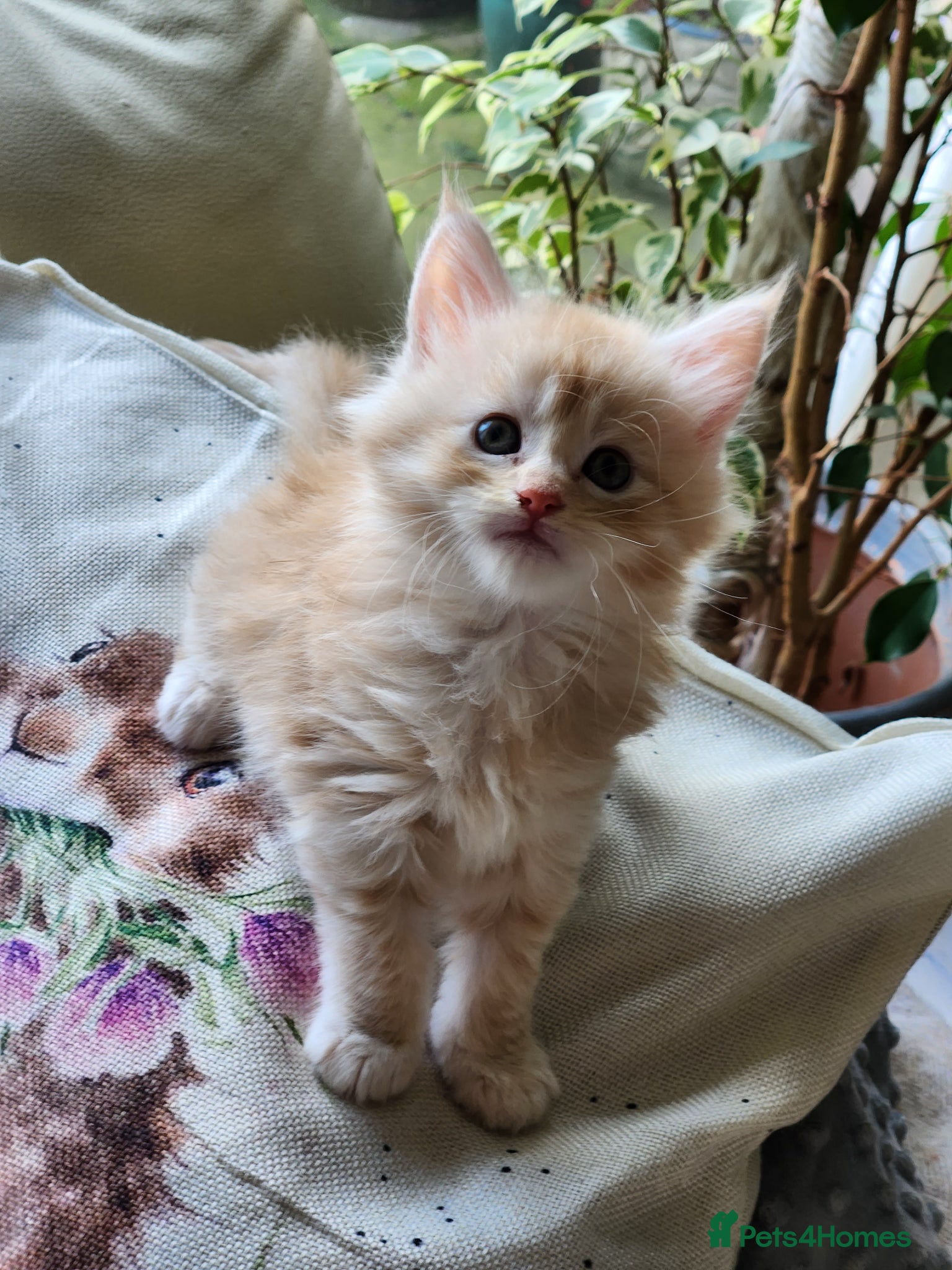 Maine Coon cats Maine Coon Kittens ready April - Advert 6