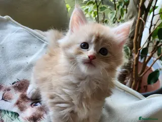 Maine Coon cats Maine Coon Kittens ready April - Advert 6