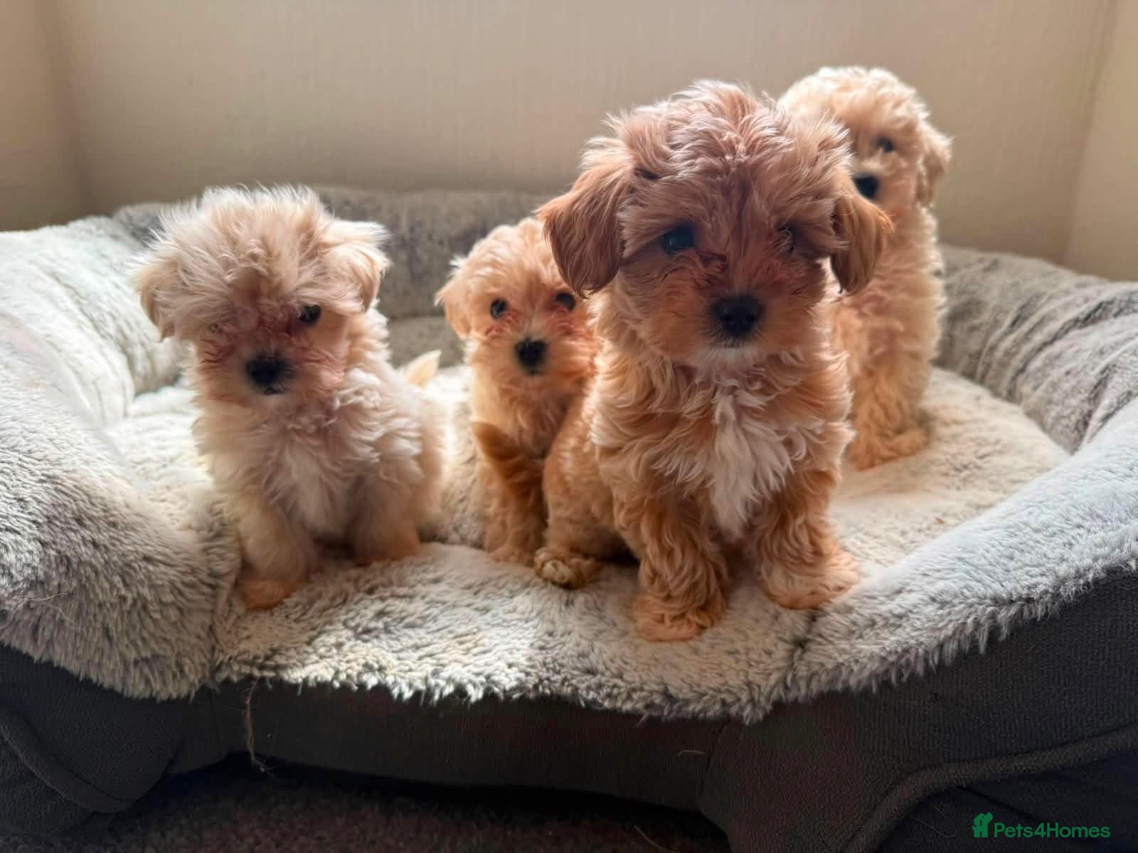 Maltipoo dogs Exquisite F1 Maltipoo Puppies Available - Advert 1