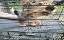 Bengal cats for sale: Manecoon x bengal kittens mink & grey  - Image 8