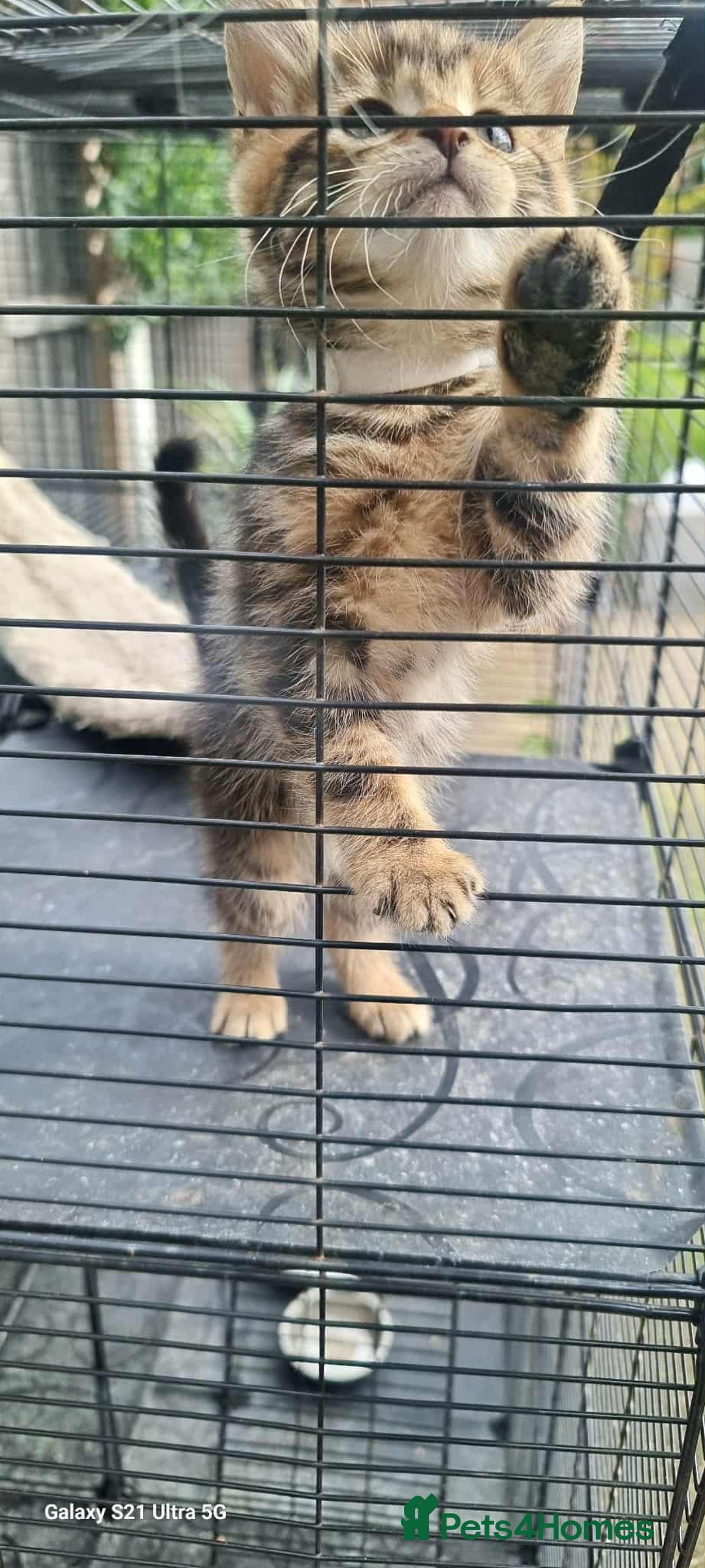 Bengal cats for sale: Manecoon x bengal kittens mink & grey  - Image 8