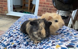 Guinea Pig rodents for sale: 2 male 2 female baby guinea pigs - Image 6