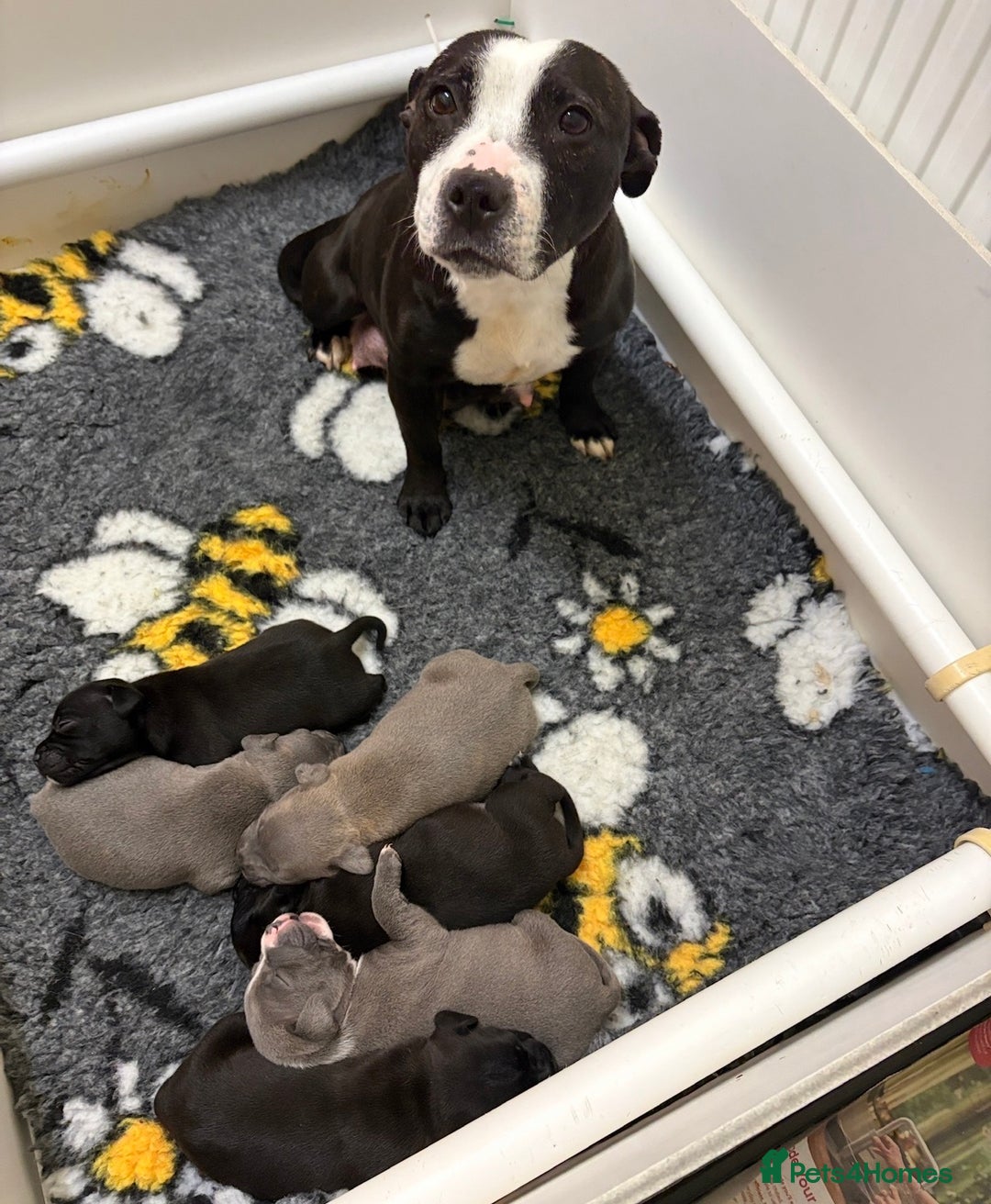 Staffordshire Bull Terrier dogs for sale: Health Tested Clear Staffordshire Bull Terrier's - Advert 32