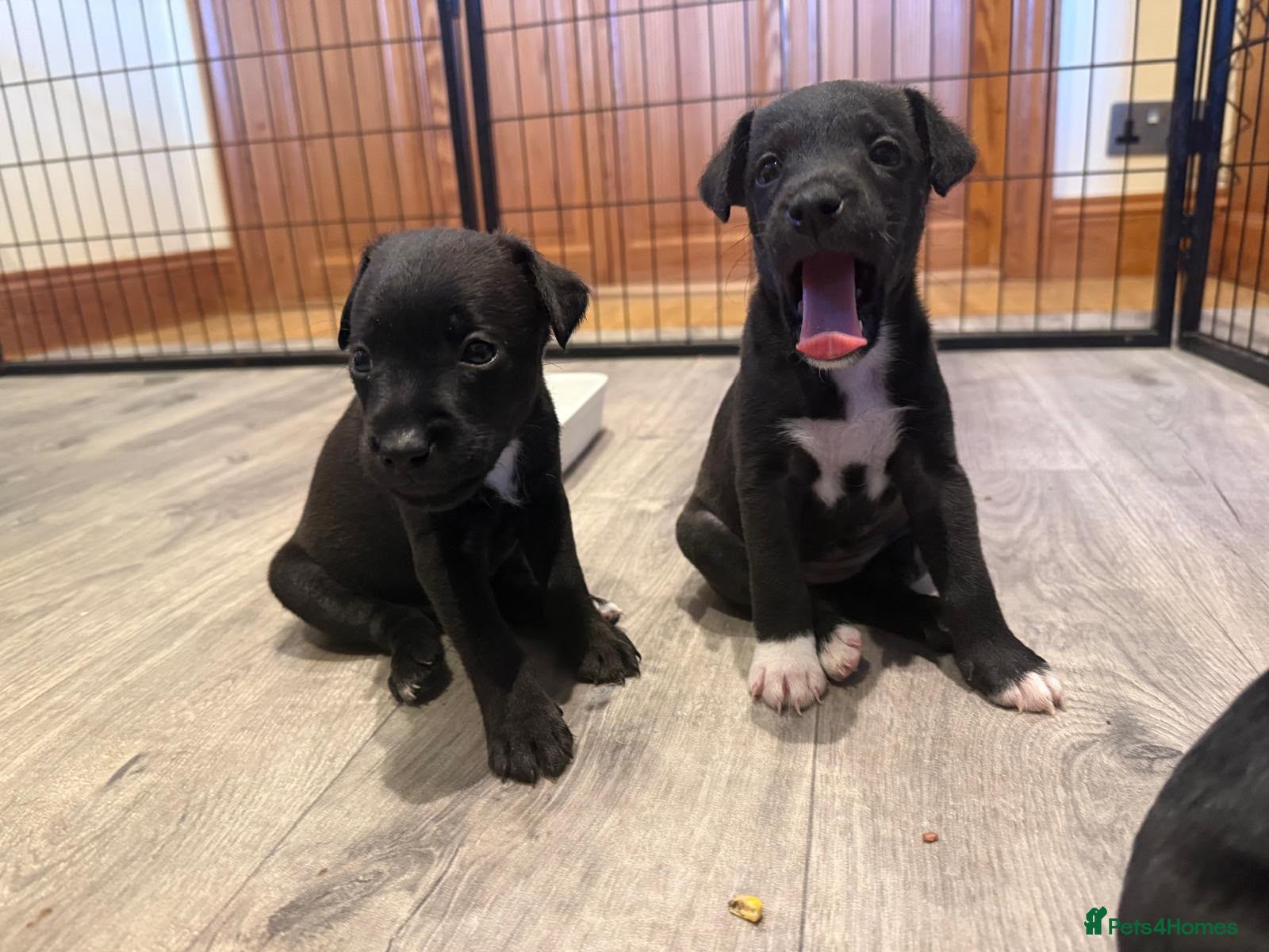 Mixed Breed dogs Parsons Cross patterdale puppies - Advert 1