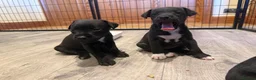 Mixed Breed dogs for sale: Parsons Cross patterdale puppies in Billingshurst - Advert 1