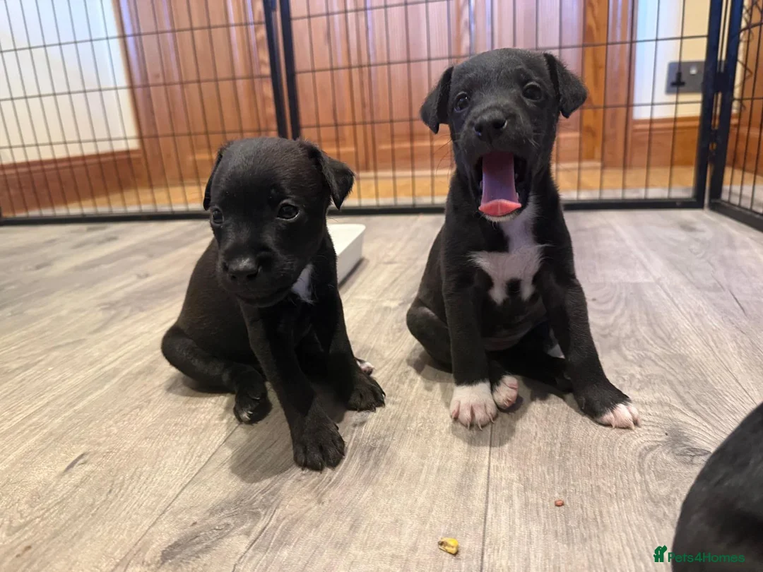 Mixed Breed dogs for sale: Parsons Cross patterdale puppies in Billingshurst - Advert 1