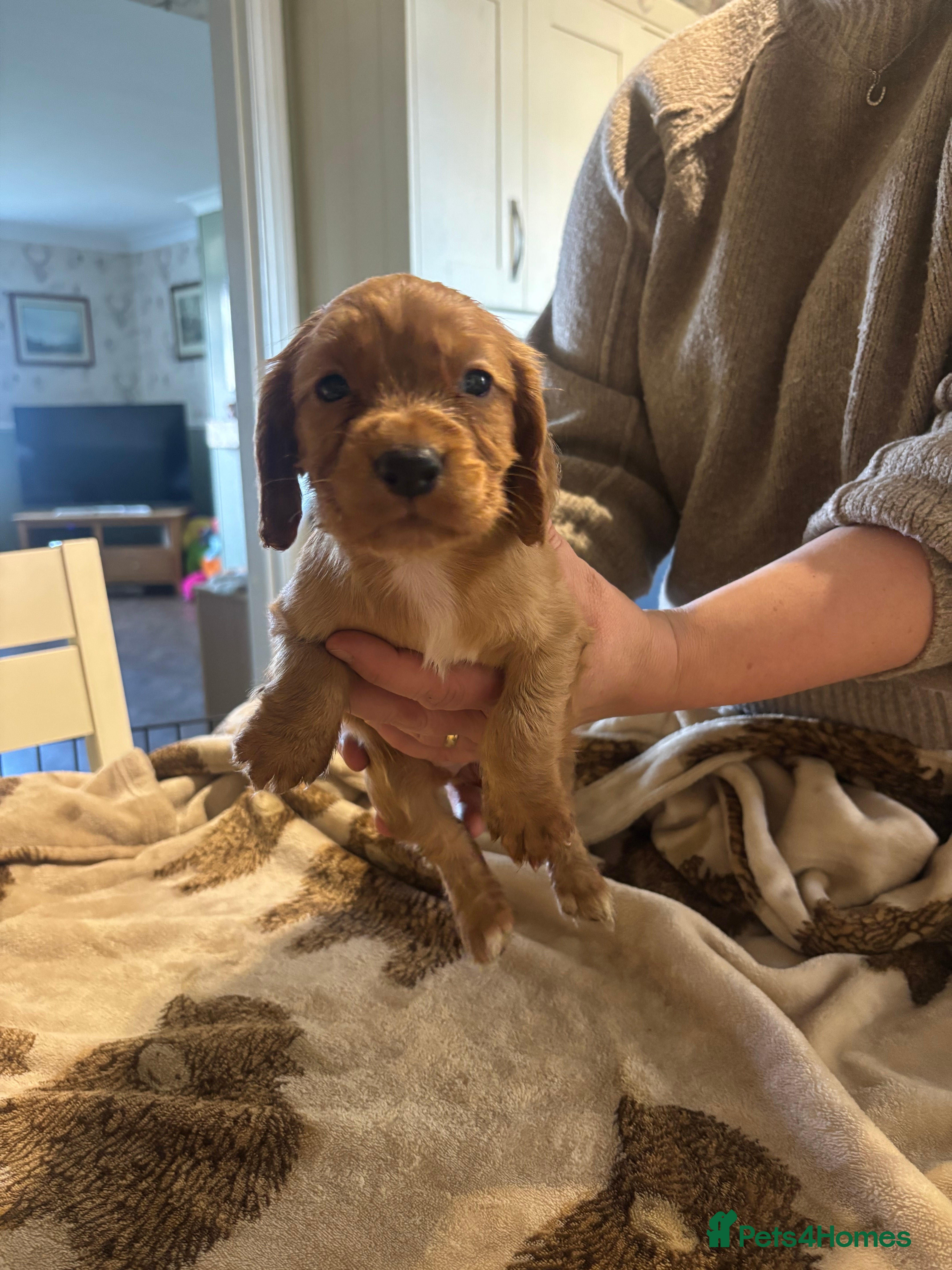 Cocker Spaniel dogs for sale: Kc, health tested cocker spaniel puppies  - Advert 2
