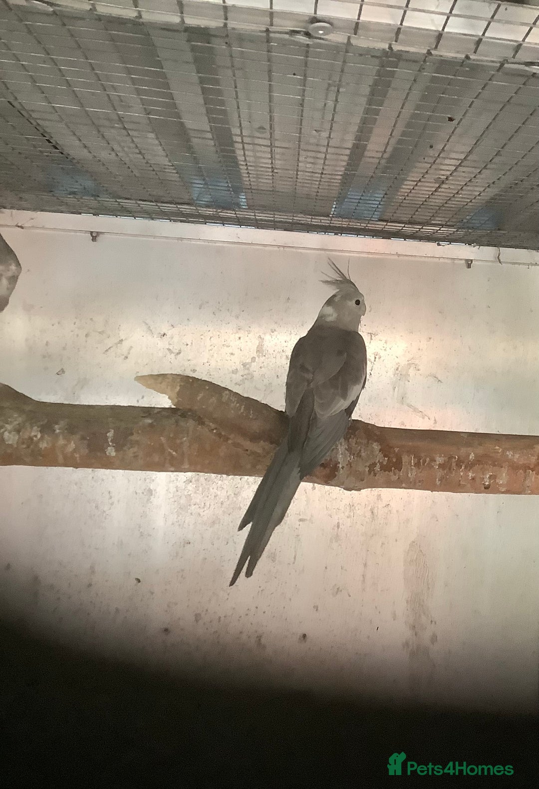 Budgerigars birds for sale: 2025 Young  Cockateils. - Advert 4