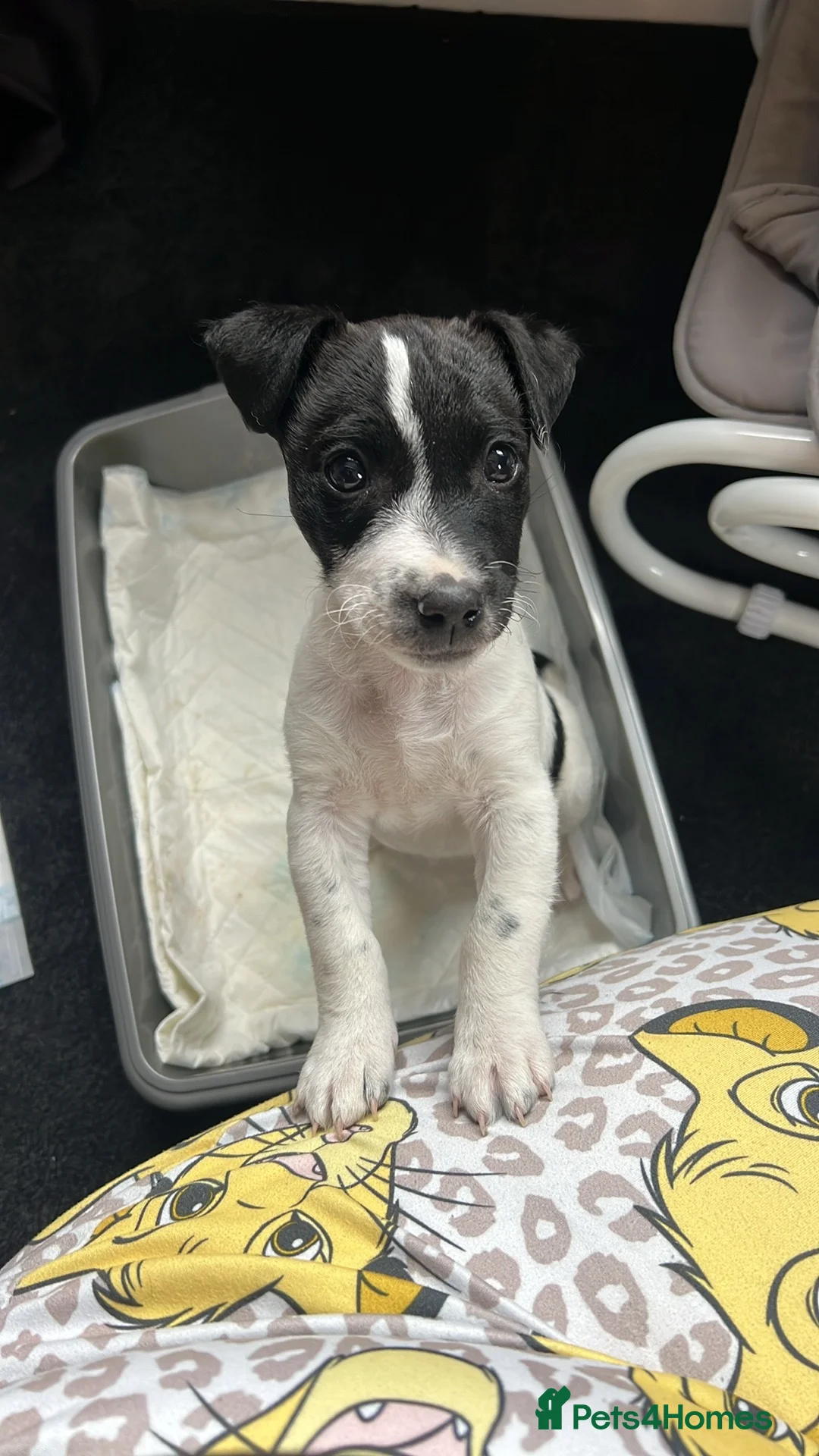 Jack Russell dogs for sale: Female Jack Russel  - Advert 40