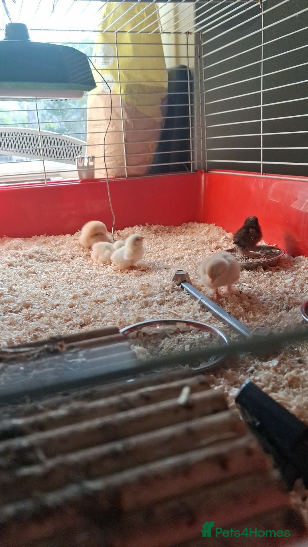 Chickens poultry Bantam chicks  - Advert 1