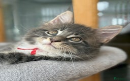 Maine Coon cats for sale: 2 Beautiful pedigree TICA reg Maine Coon kittens - Image 20