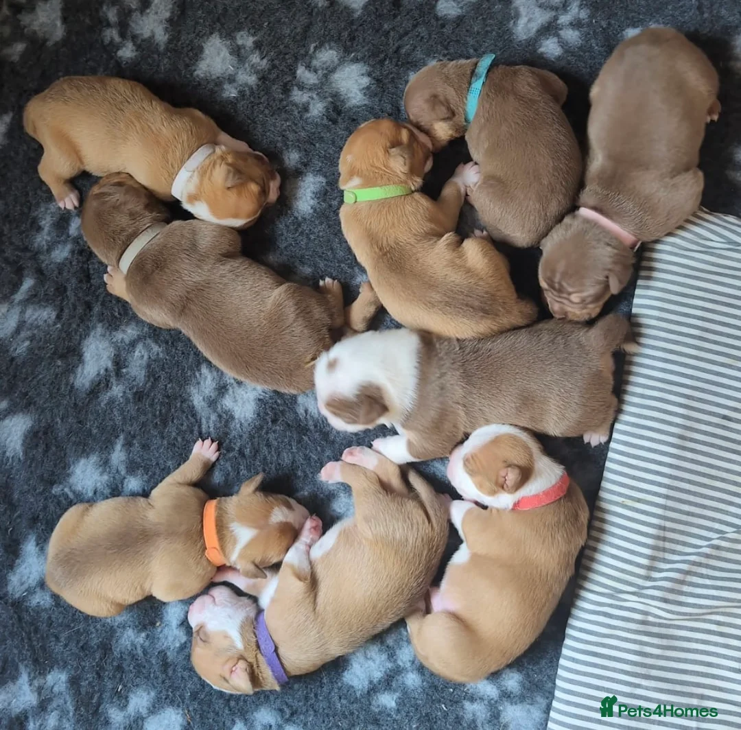 Olde English Bulldogge dogs for stud: Olde English Bulldog stud well proven - Advert 9