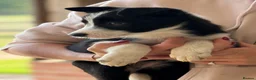Border Collie dogs for sale: Pedigree Border collie puppies - Advert 12