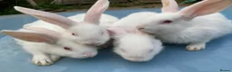 French Lop rabbits for sale: French Lop Bunnies in London - Advert 19